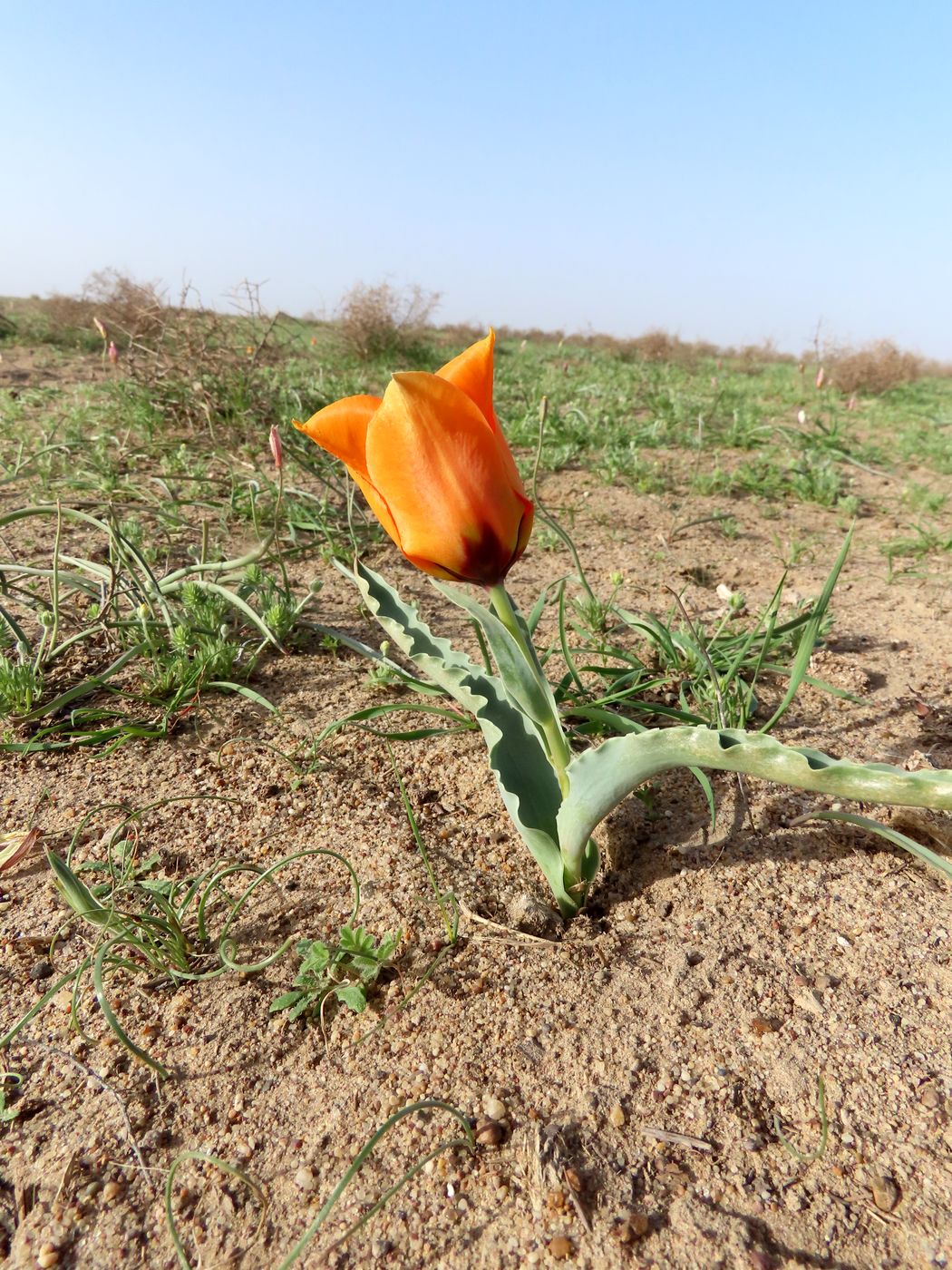 Изображение особи Tulipa borszczowii.