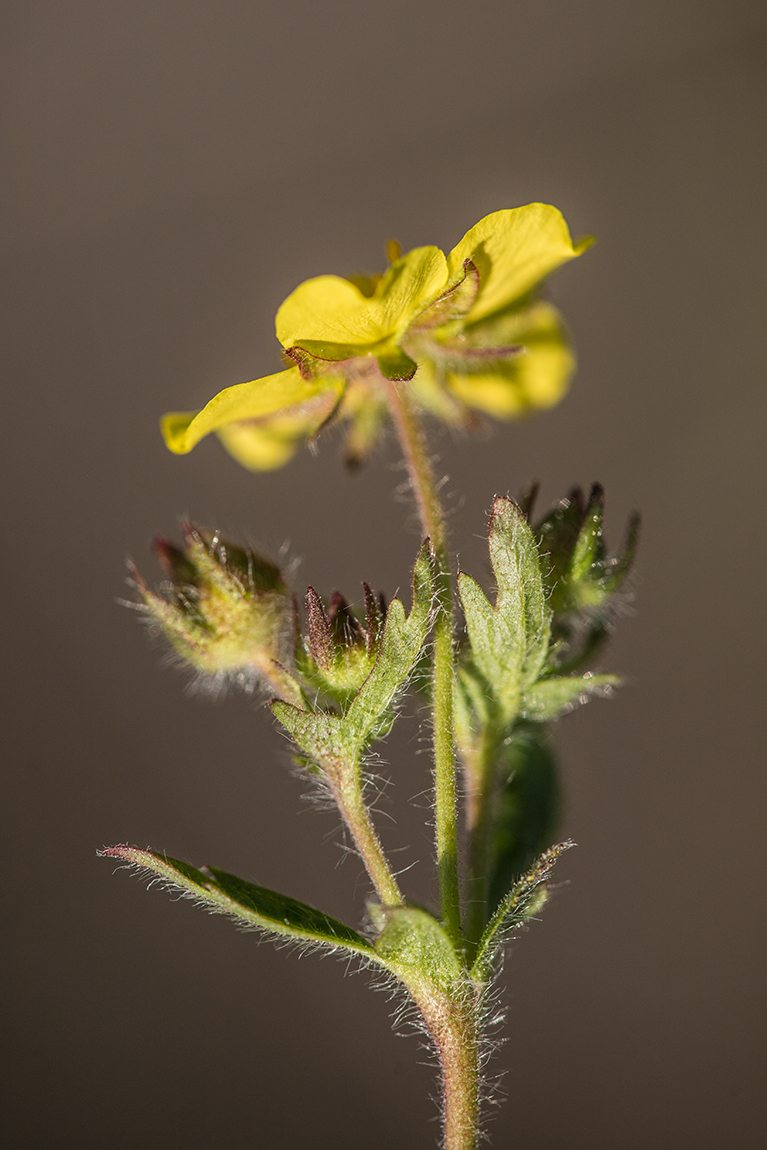 Image of genus Potentilla specimen.