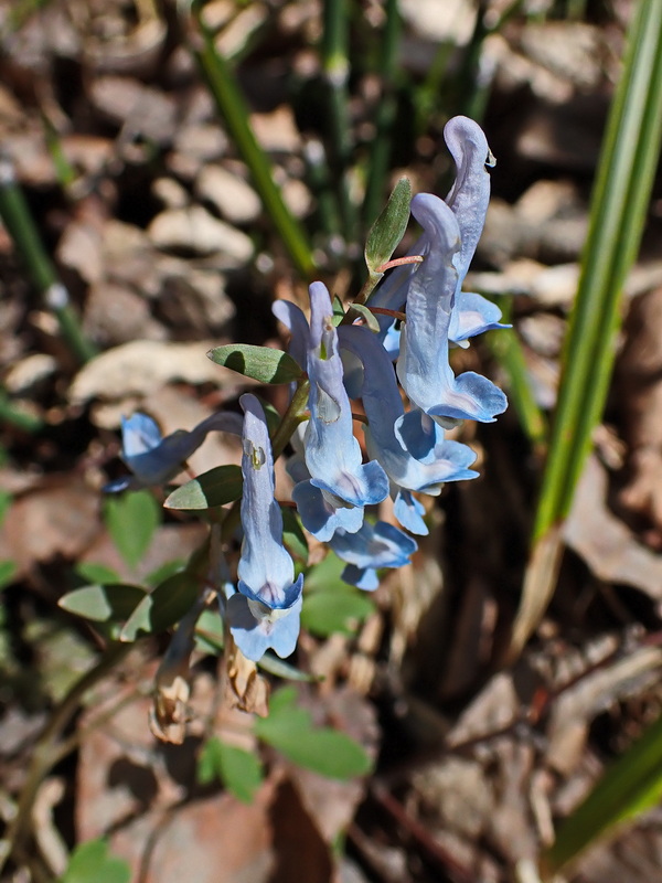 Image of Corydalis ambigua specimen.