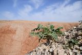 род Astragalus