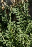 familia Fabaceae. Листья. Оренбургская обл., Саракташский р-н, Жёлтинский сельсовет, окр. Кандуровского карьера, зарастающий склон карьера. 29 мая 2024 г.