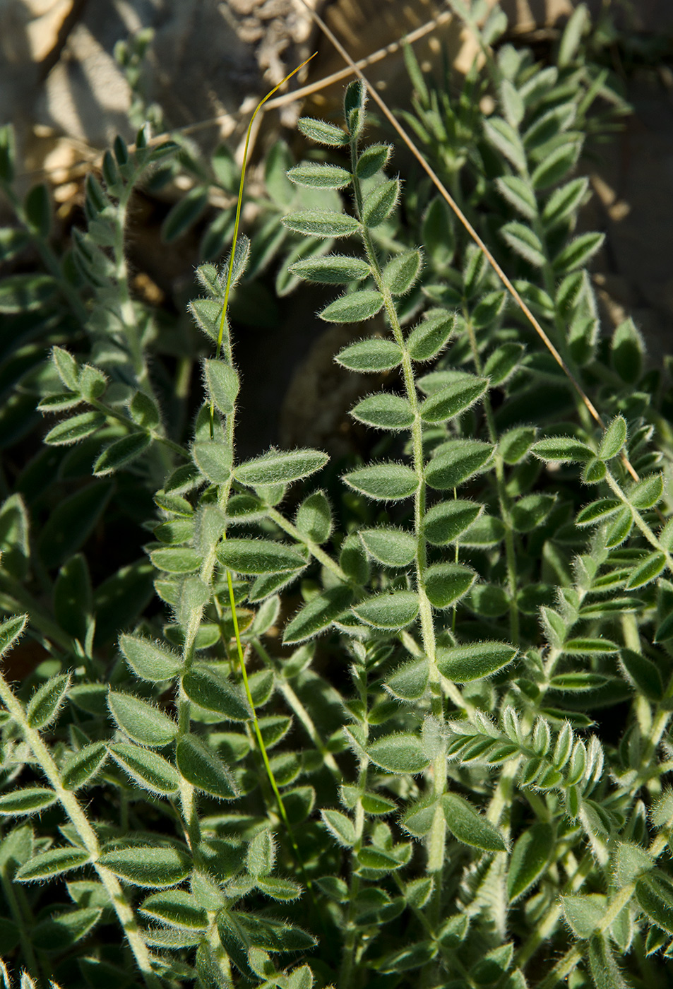 Image of familia Fabaceae specimen.