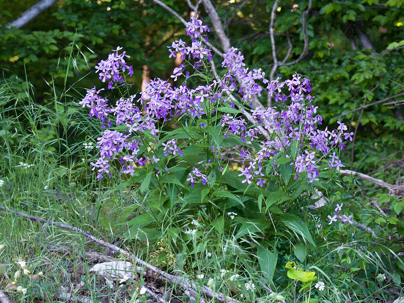 Image of Hesperis matronalis specimen.