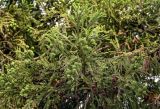 Cryptomeria japonica. Верхушка ветви с шишками разной степени зрелости. Китай, пров. Аньхой, национальный парк \"Хуаншань\", опушка смешанного леса. 30.05.2025.