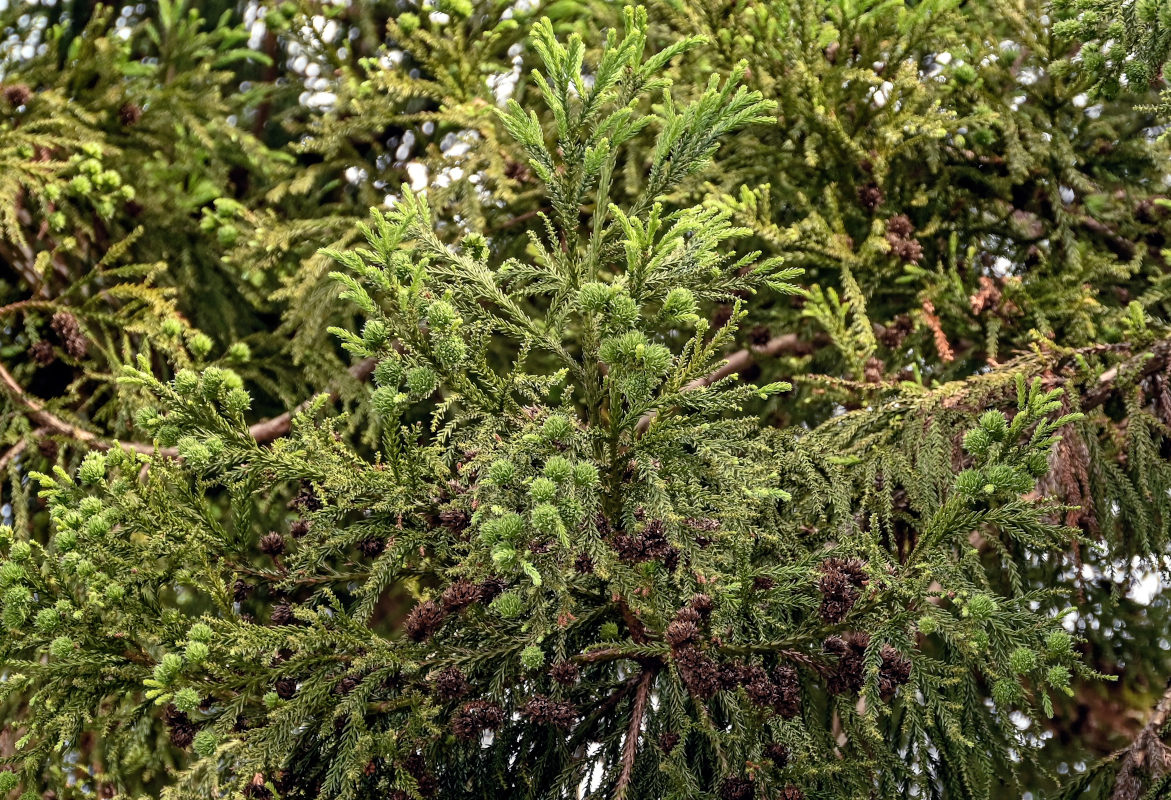 Изображение особи Cryptomeria japonica.