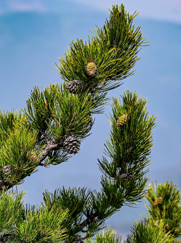Изображение особи Pinus densata.