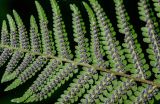Dryopteris filix-mas