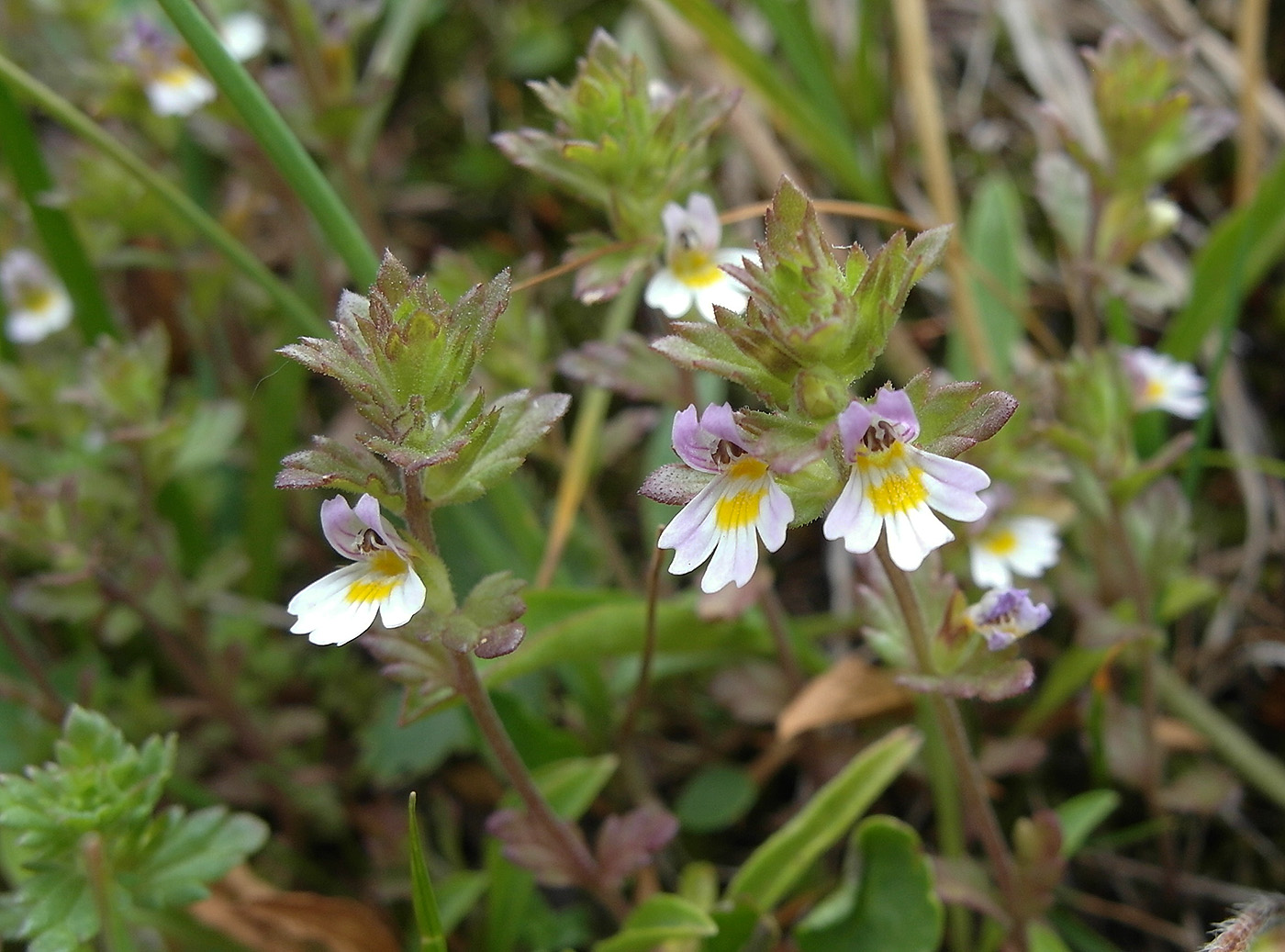Изображение особи Euphrasia regelii.
