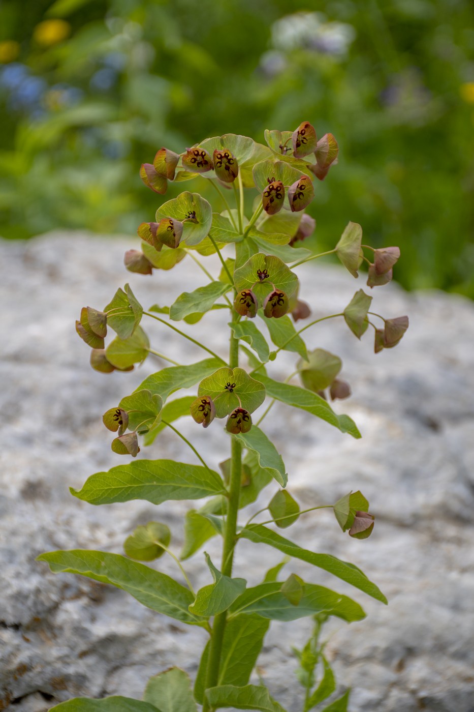 Изображение особи Euphorbia macroceras.