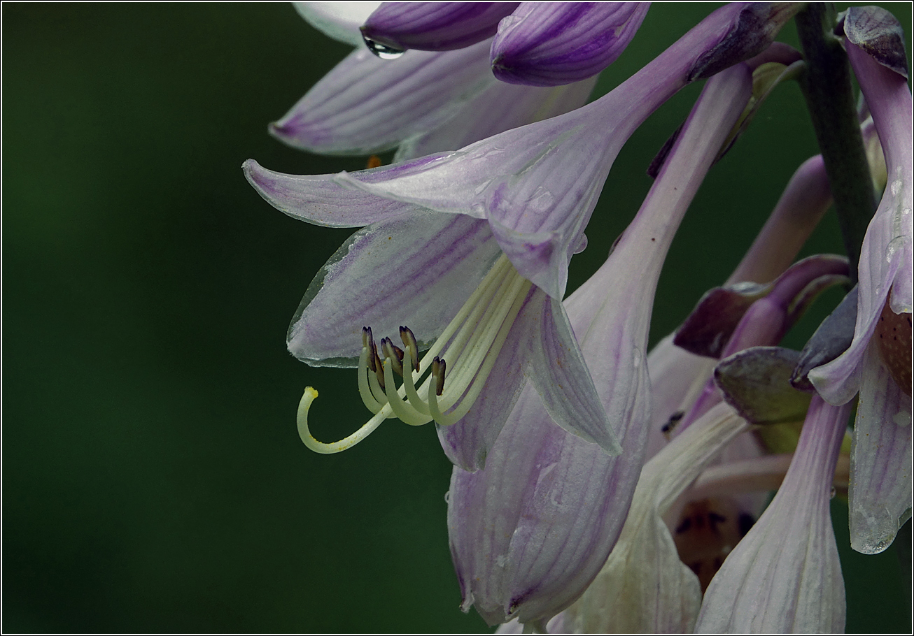 Image of Hosta fortunei specimen.