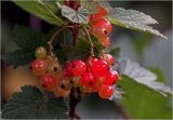 Ribes rubrum. Соплодие с незрелыми плодами. Московская обл., Раменский р-н, окр. дер. Хрипань, садовый участок. 02.07.2025.