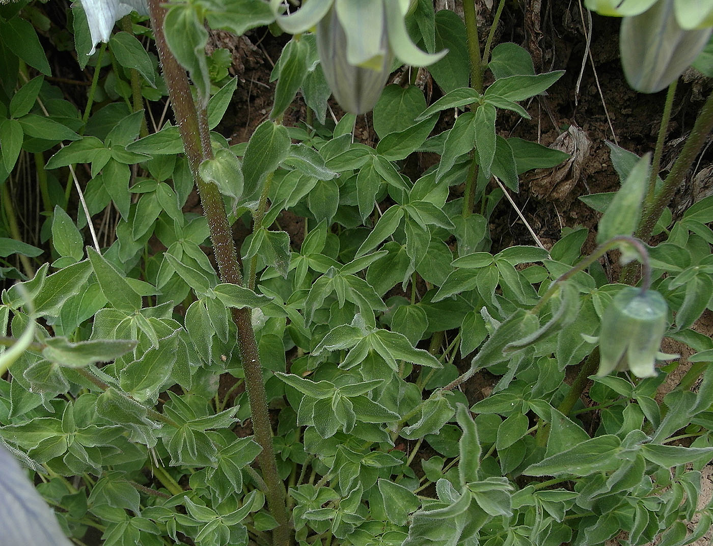 Изображение особи Codonopsis clematidea.