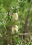 Briza maxima