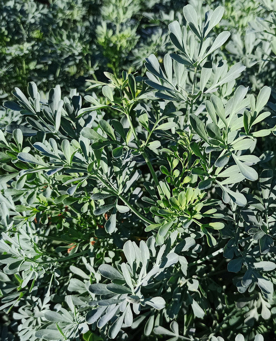 Изображение особи Ruta graveolens.