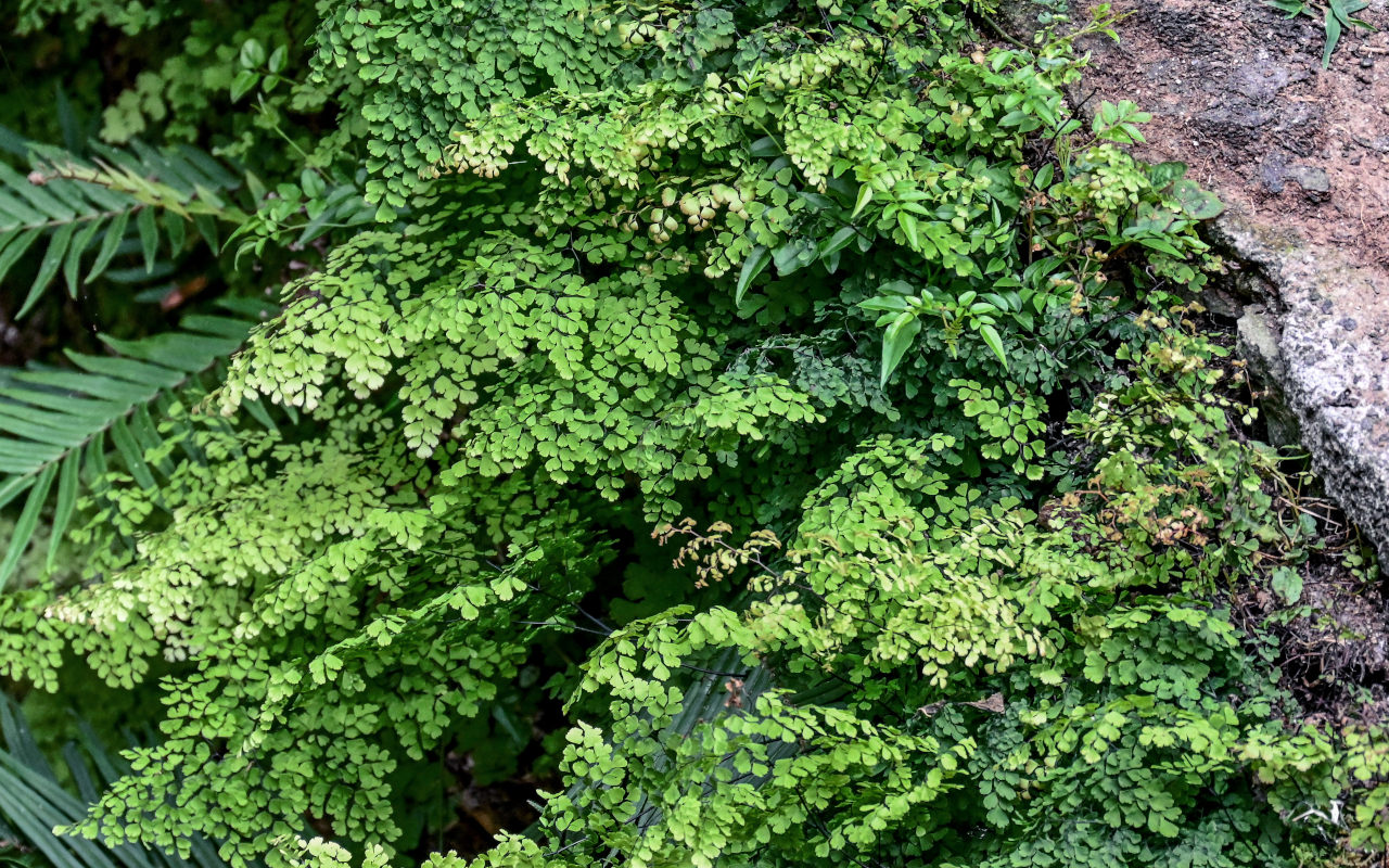 Изображение особи Adiantum capillus-veneris.