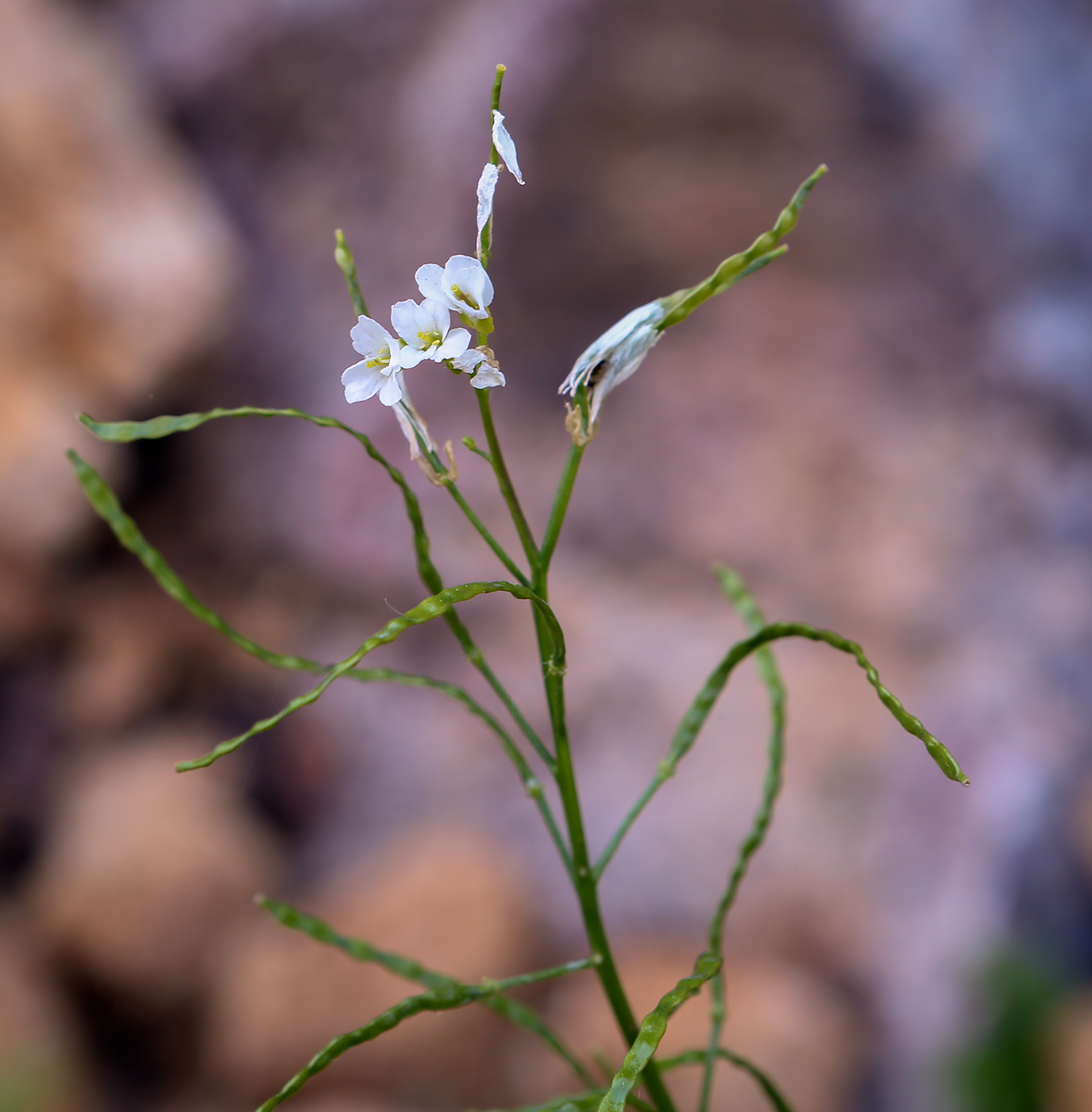 Image of Arabis nordmanniana specimen.