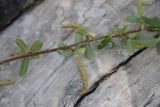 род Salix. Часть веточки с соплодиями. Турция, ил Ван, дер. Албайрак, выс. ок. 2000 м н.у.м. 23 мая 2025 г.