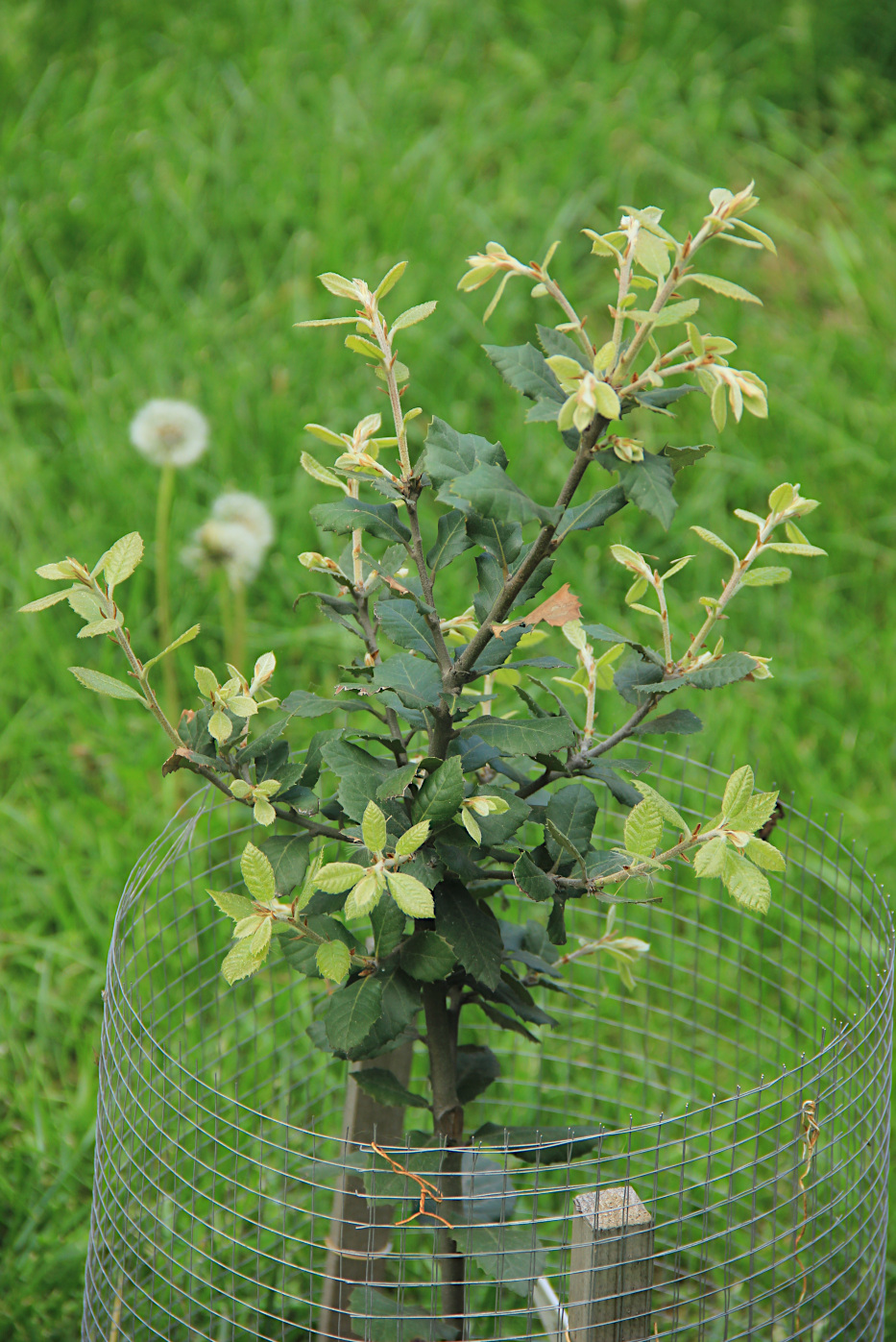 Изображение особи Quercus ilex.