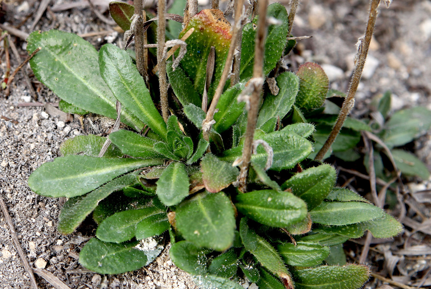 Изображение особи Arabis sagittata.
