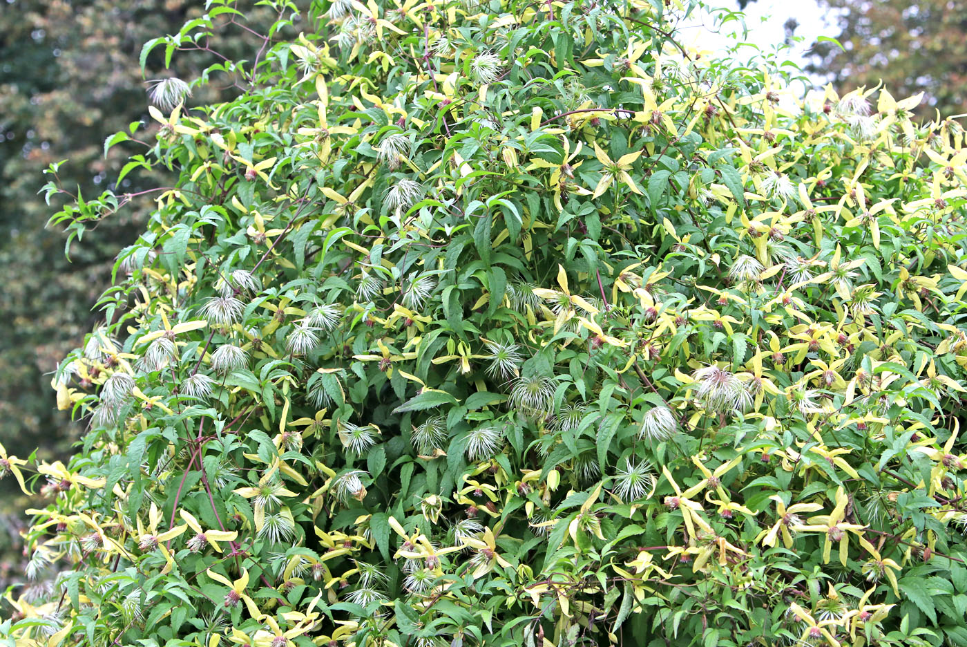 Изображение особи Clematis serratifolia.