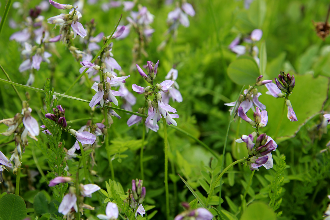 Image of Astragalus subpolaris specimen.