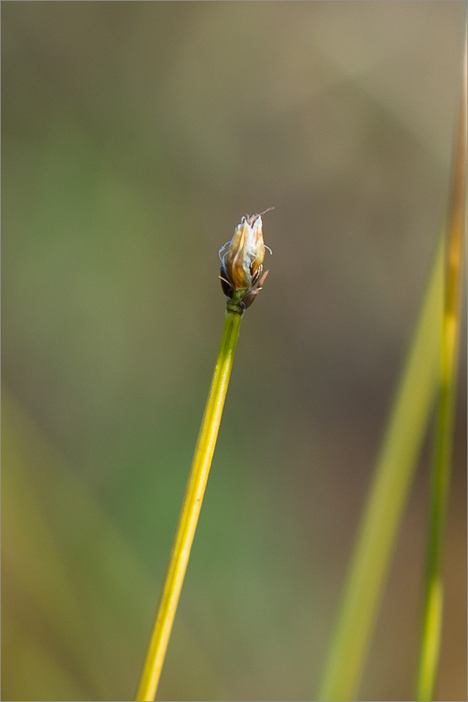 Изображение особи Trichophorum cespitosum.
