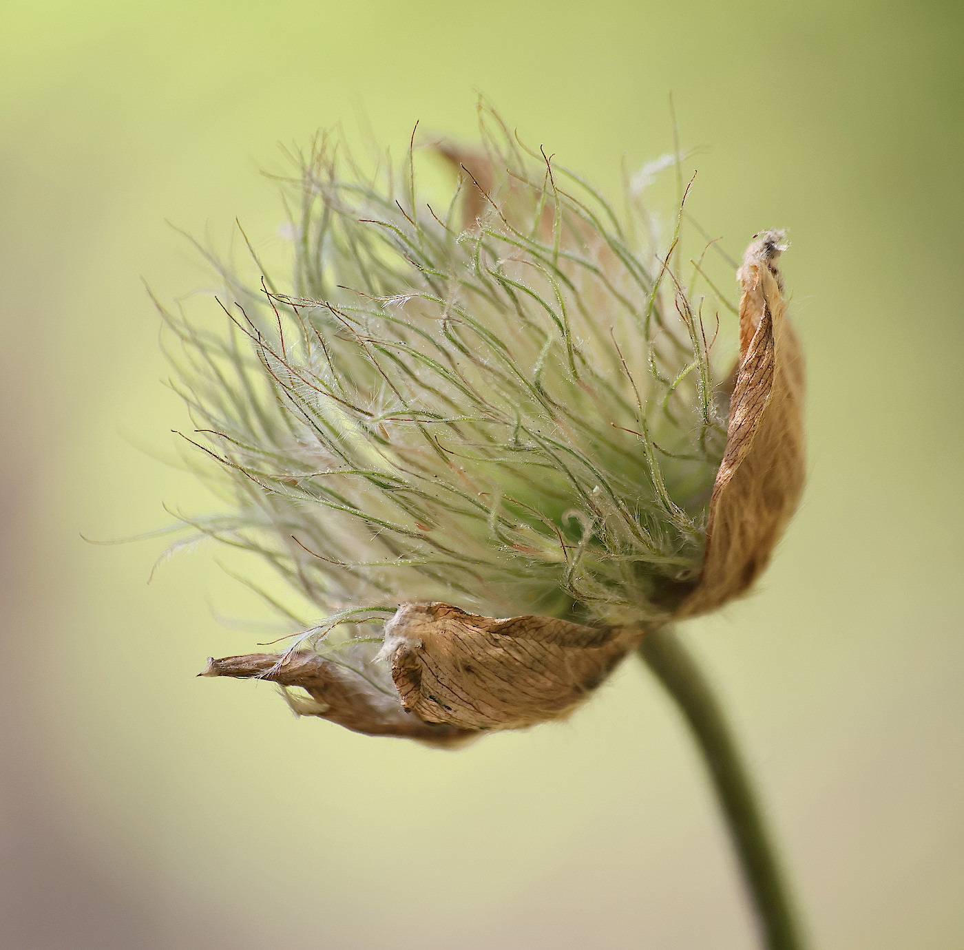 Image of Pulsatilla vernalis specimen.