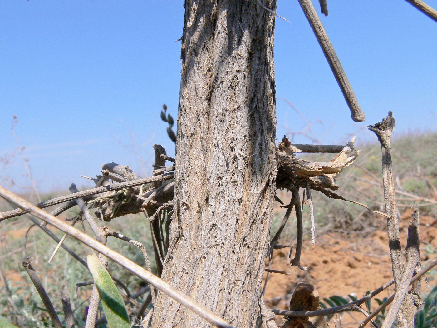 Image of Astragalus baeri specimen.