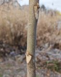 Ailanthus altissima. Часть ствола молодого растения с листовыми рубцами. Волгоград, Красноармейский р-н, ул. Бутурлиновская 25.12.2025.