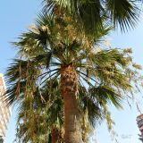 Brahea armata. Верхняя часть ствола и крона плодоносящего растения. Испания, автоном. сообщество Андалусия, пров. Малага, г. Бенальмадена, озеленение. Август.