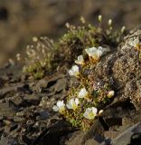 Diapensia obovata. Цветущие растения. Чукотка, побережье Чаунской губы, горный массив Певек. 09.06.2005.