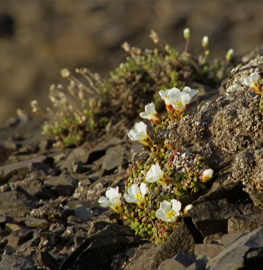 Изображение особи Diapensia obovata.