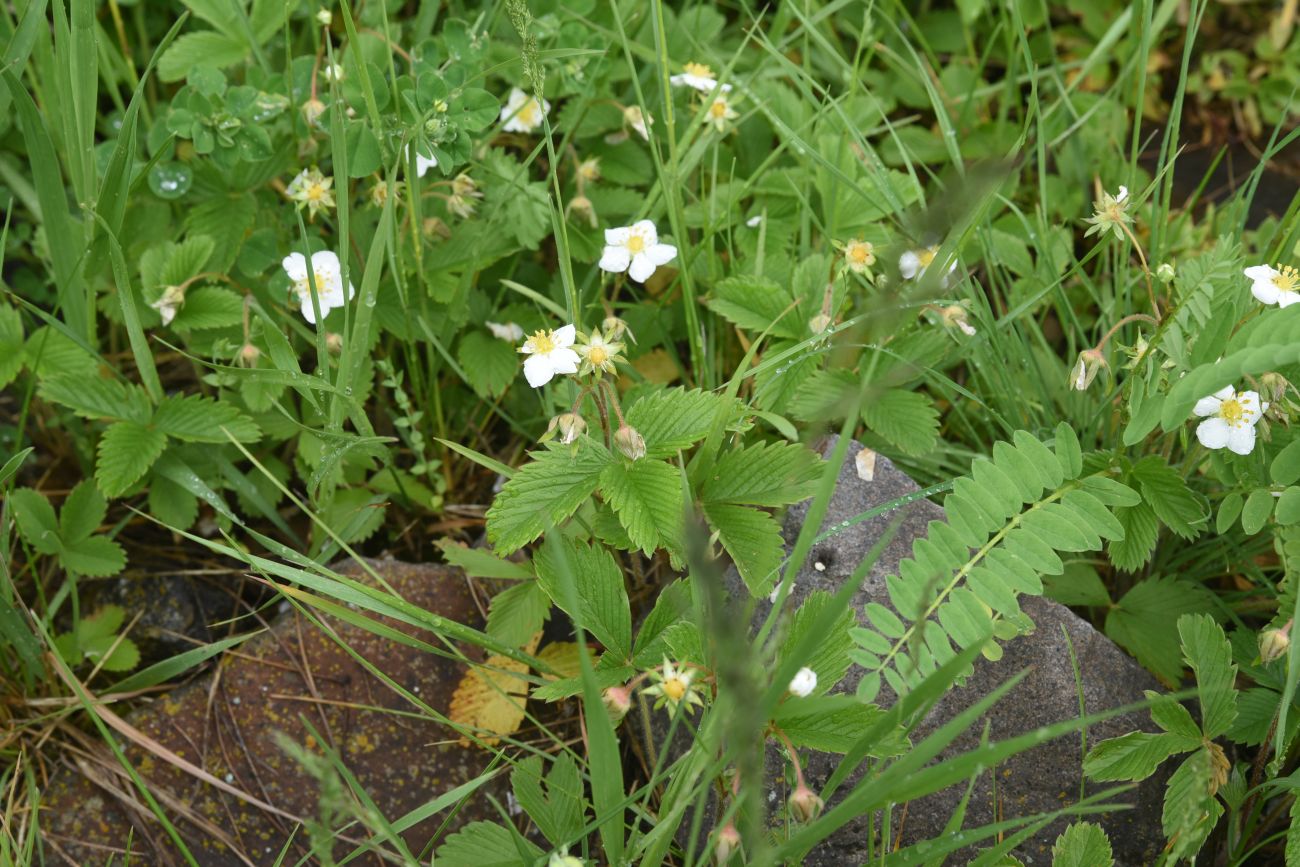Image of genus Fragaria specimen.
