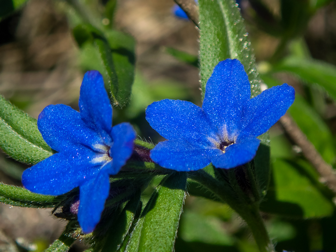 Изображение особи Aegonychon purpurocaeruleum.