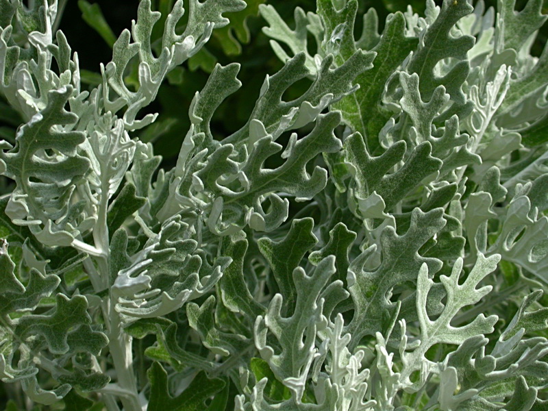 Изображение особи Senecio cineraria.