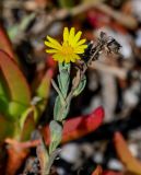 genus Calendula. Верхушка побега с соцветием. Португалия, округ Лейрия, пос. Назаре, каменистый сухой склон. 07.08.2025.