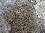 Acarospora irregularis. Таллом с апотециями на граните в окружении лишайников других родов. Казахстан, Туркестанская обл., Толебийский р-н, Зап. Тянь-Шань, Сайрам-Угамский нац. парк; выс. 1766 м н.у.м., дол. р. Кыржалсай, левое русло, правый берег, высокая пойма, скопление валунов и крупных глыб. 26.04.2026.