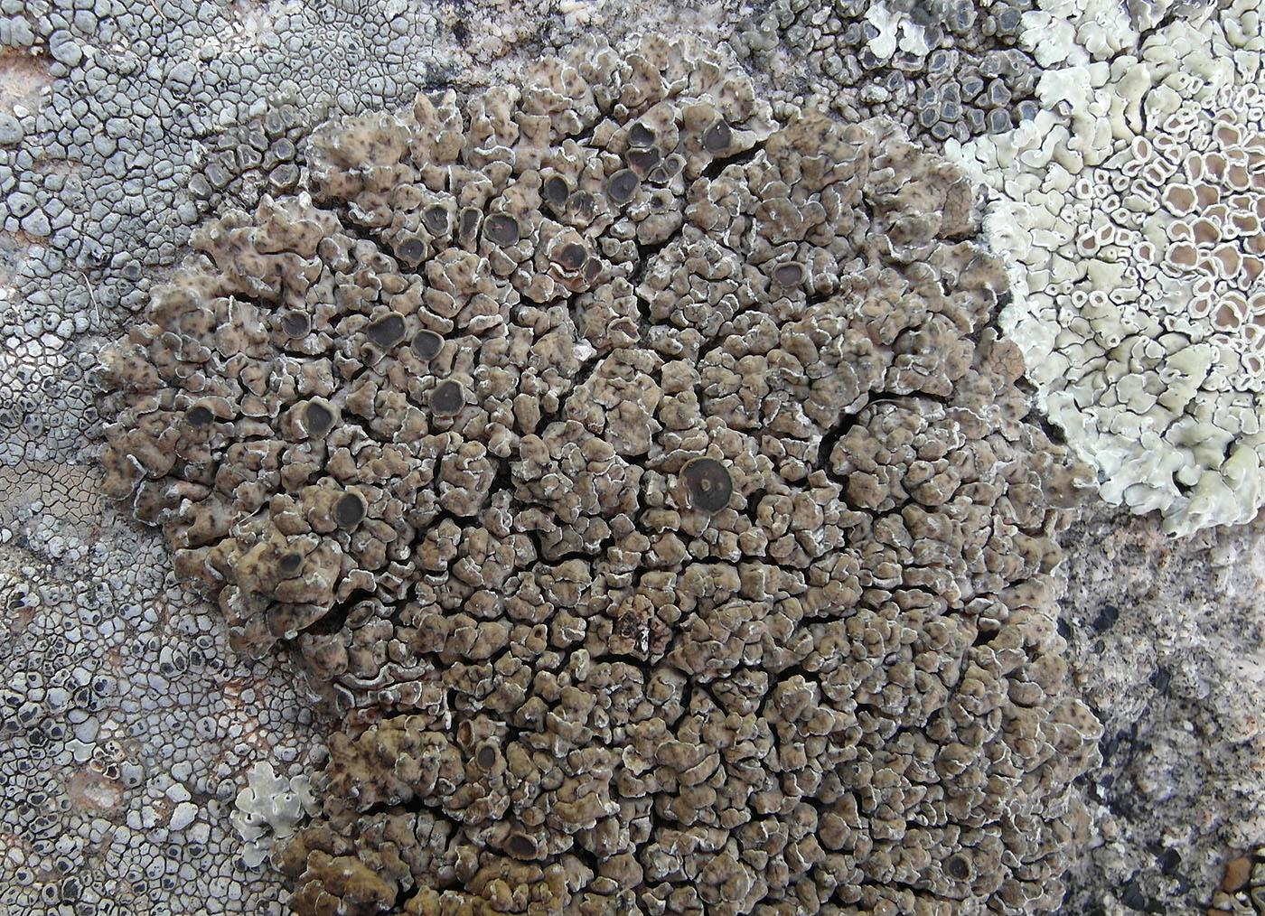 Image of Acarospora irregularis specimen.