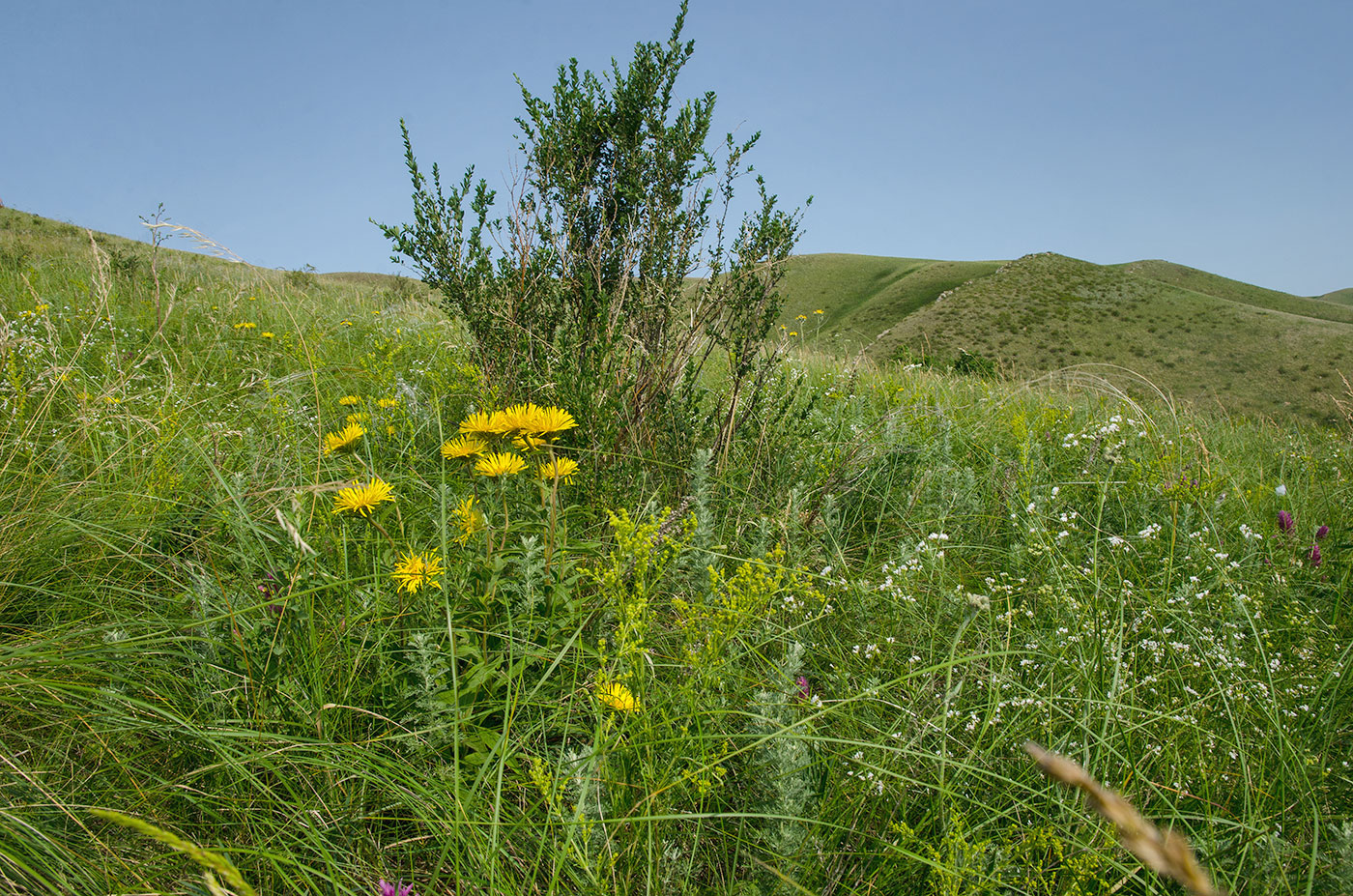 Image of Inula britannica specimen.