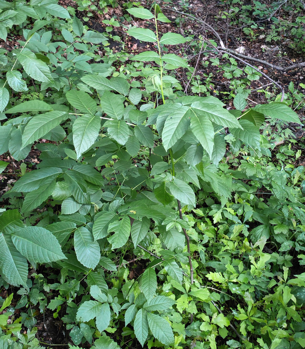 Image of Juglans regia specimen.