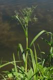 Scirpus sylvaticus. Цветущее растение. С.-Петербург, Петергоф, Луговой парк, берег пруда. 07.06.2026.