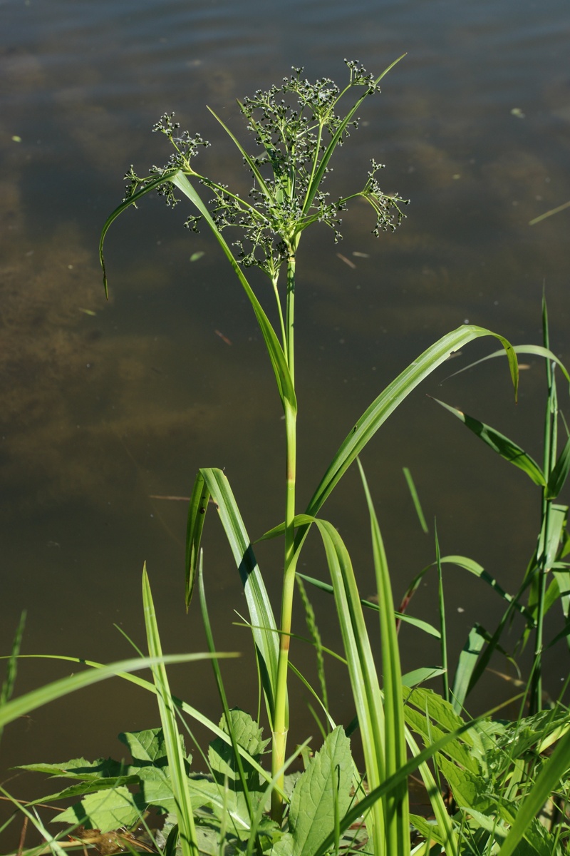 Изображение особи Scirpus sylvaticus.