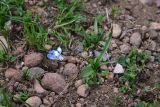 Scilla rosenii. Цветущее растение. Грузия, край Самцхе-Джавахети, Ниноцминдский муниципалитет, окр. с. Гандзани, юго-восточный склон горы Патара-Абули, выс. ок. 2400 м н.у.м., каменистый грунт. 7 июня 2026 г.