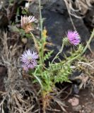 Galactites tomentosus. Верхушка цветущего растения. Португалия, о-в Мадейра, мыс Сан-Лоренцо, каменистый сухой склон. 12.06.2026.