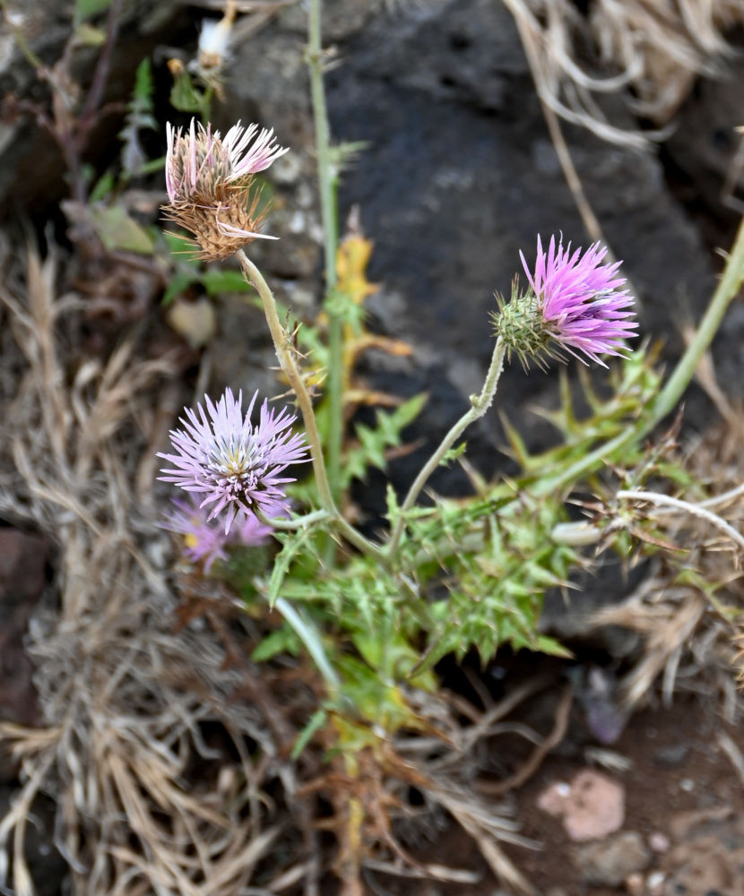Image of Galactites tomentosus specimen.