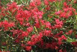 Nerium oleander. Часть цветущего растения. Краснодарский край, Черноморское побережье Кавказа, г. Новороссийск. 5 июля 2026 г.