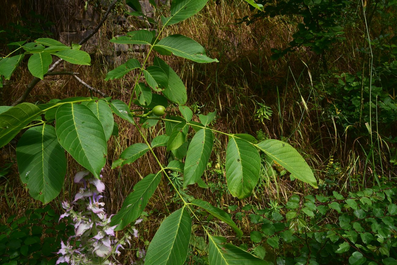 Image of genus Juglans specimen.