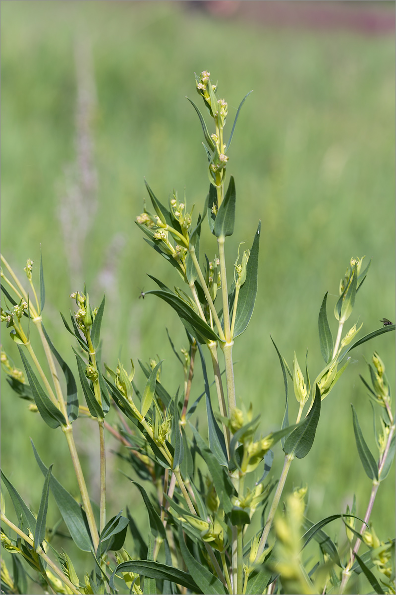 Image of Gypsophila paniculata specimen.