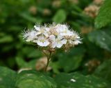 Spiraea chamaedryfolia. Соцветие. Карелия, Петрозаводск, дворовое озеленение. 14.06.2026.