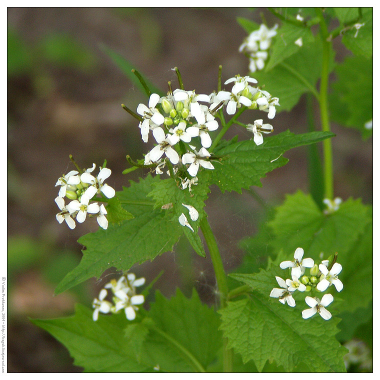 Image of Alliaria petiolata specimen.